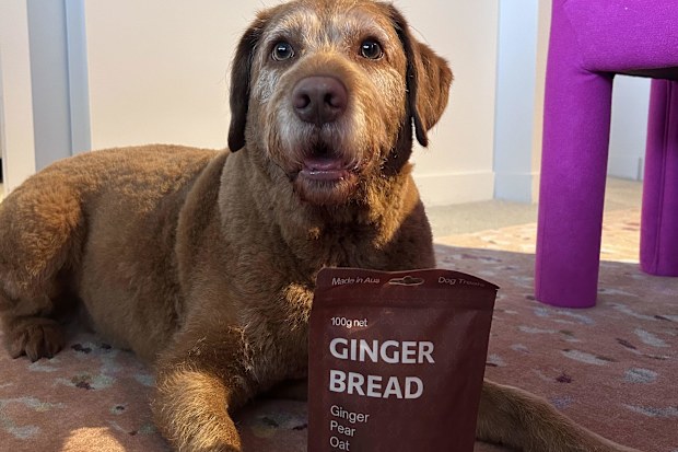 Hotel Indigo Dog Friendly Hotel Dog Treats Gary