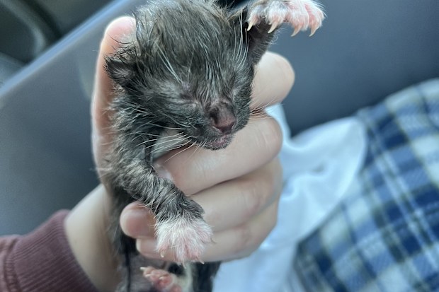 hills cat rescue neonatal kittens found riverstone