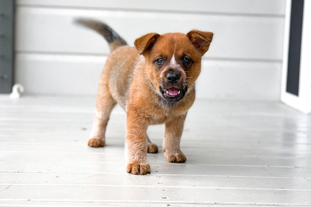 Winnie the cattle dog