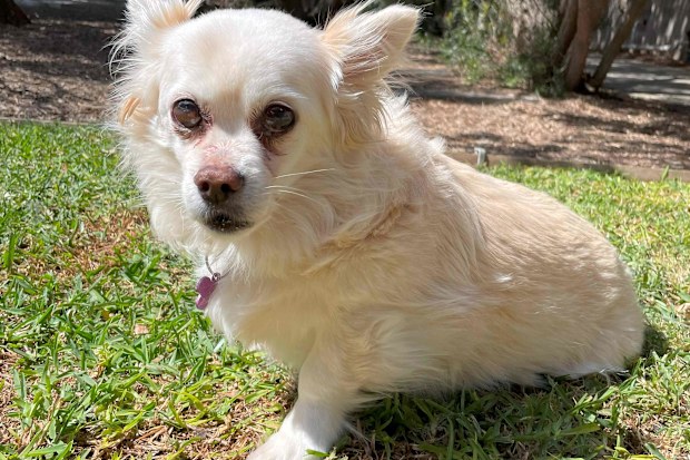 Dog Lily was bitted by a snake in Melbourne. 