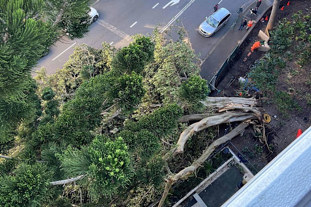Massive tree tears from roots and falls on busy Sydney road, Camperdown