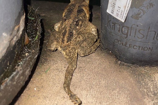 Five legged toad found in Brisbane