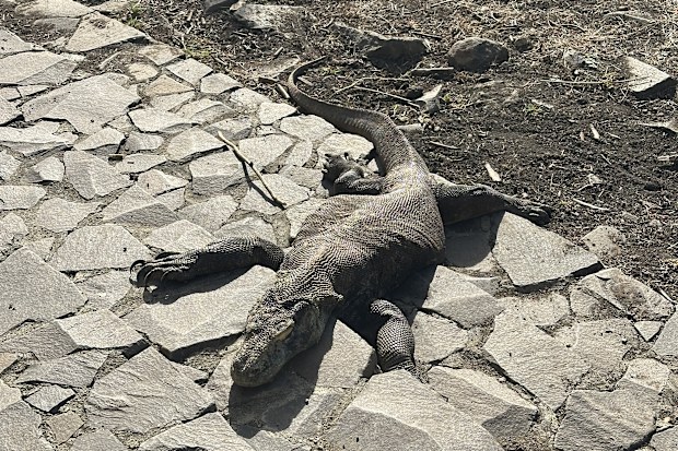 A sleepy Komodo dragon guests saw during a trip on the Seven Seas liveaboard.