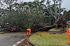 <p>A massive tree was uprooted in Heathcote, blocked the road.</p>
