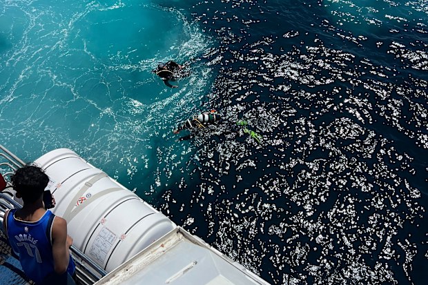 Ferry passenger spots scuba divers in water