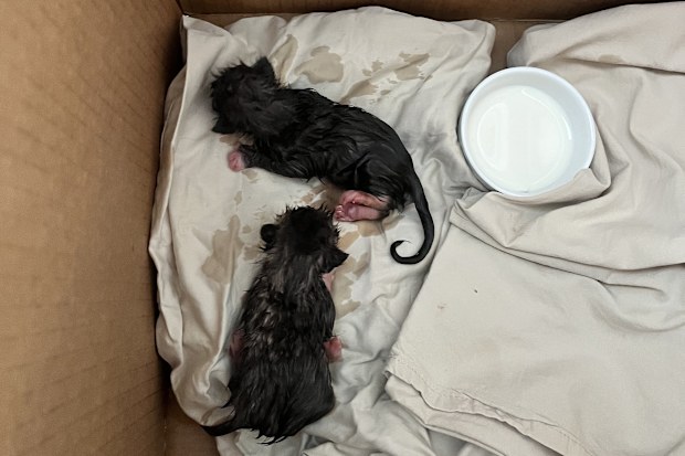 hills cat rescue neonatal kittens found riverstone