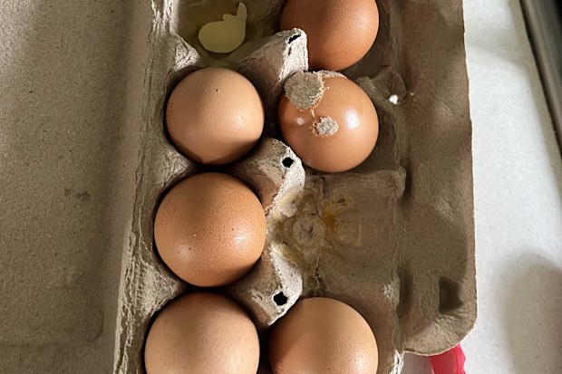 eggs stuck to carton