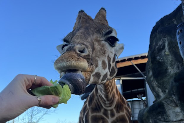 Taronga Zoo offers visitors the chance to feed the gentle giants.