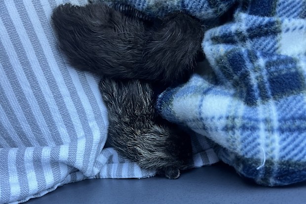 hills cat rescue neonatal kittens found riverstone