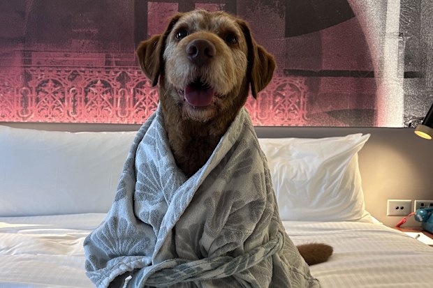 Hotel Indigo Dog Friendly Hotel Gary 