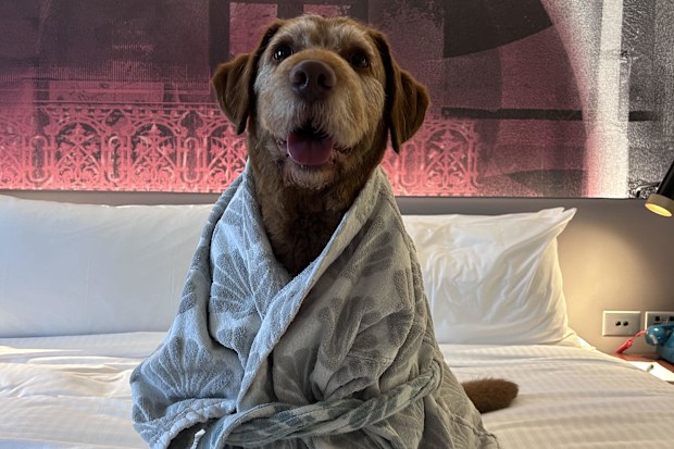 Hotel Indigo Dog Friendly Hotel Gary 