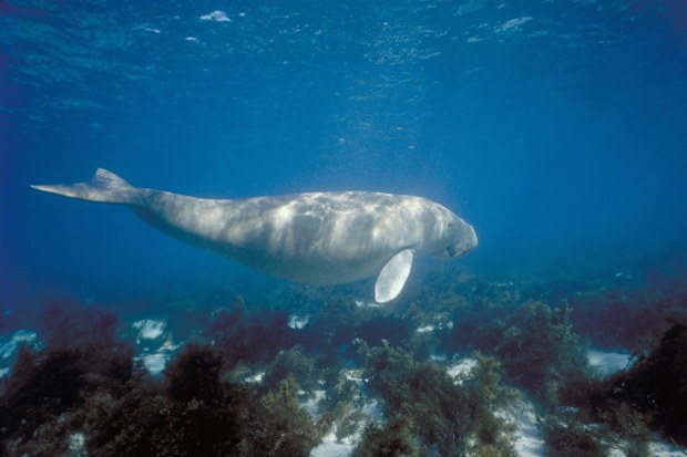 A dugong in the reef last year. (AAP)
