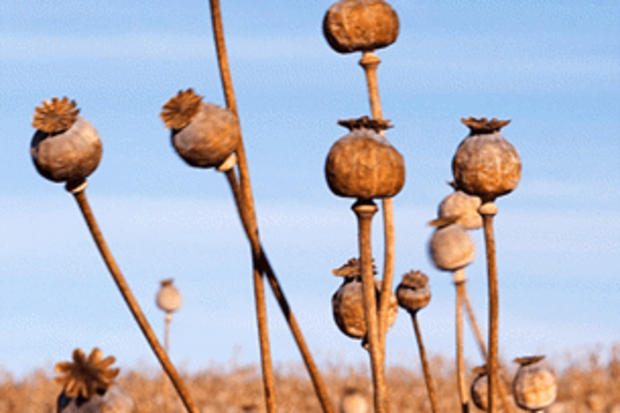Ballarat: Urgent health warning after 1700 toxic alkaloid poppy plants ...