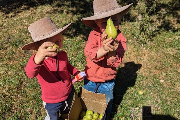 Stephanie Trethewey's kids hold pears.