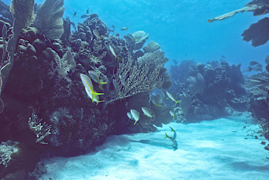 Bonaire National Marine Park, Carribean