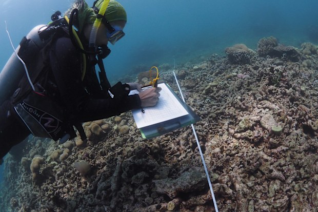 Dr Catherine Kim surveying coral rubble.