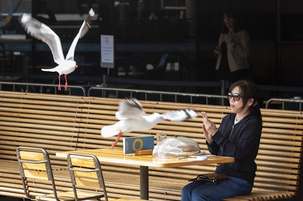 SYDNEY, AUSTRALIA - SEPTEMBER 10: A woman dines at the outdoor seating area of the Opera Bar as seagulls fly by at Sydney Opera House on September 10, 2020 in Sydney, Australia. Seven new COVID-19 cases were recorded in NSW in the last 24 hour reporting period. Of those cases, two are returned overseas travelers in hotel quarantine, while five are linked to a known case or cluster. (Photo by Jenny Evans/Getty Images)