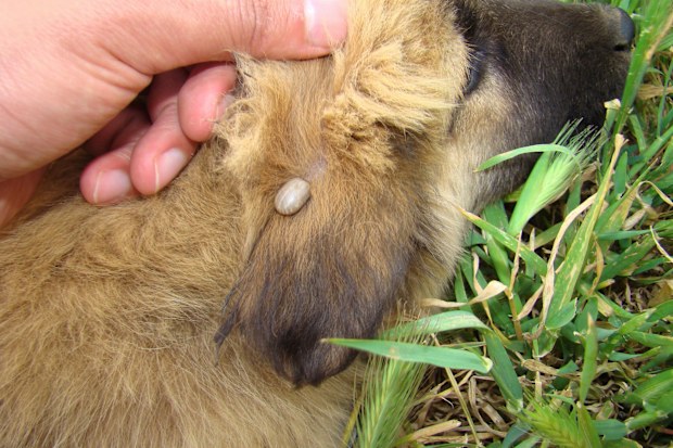 Ticks and pets