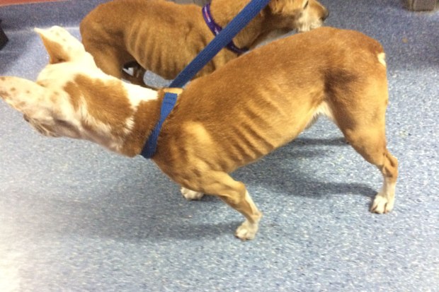 Animal cruelty: One dog dead after woman convicted over 'chronic ...