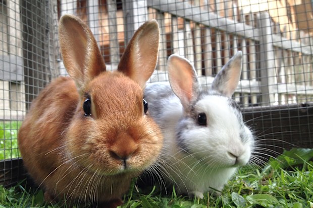 Rabbit
