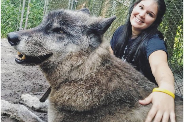 Brittany Allen and the team at Shy Wolf Sanctuary look after Yuki, a giant wolfdog, and other wild animals.