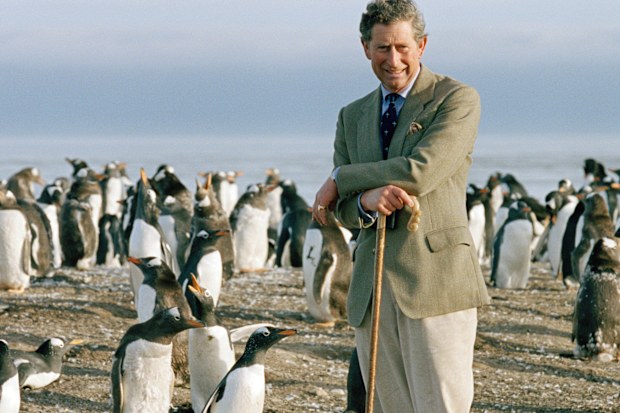  Prince Charles Leaning On His Crook As He Watches The Gentoo Penguins During His Visit To Sea Lion Island In The Falkland Isles.