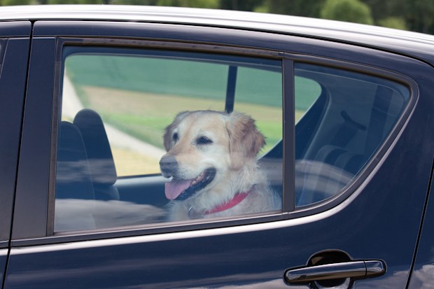 Dog in car