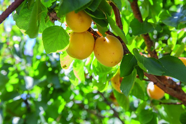 Loquat 