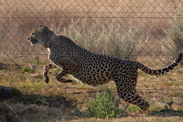 A cheetah jumps inside a quarantine section before being relocated to India .