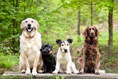 3. Dogs
