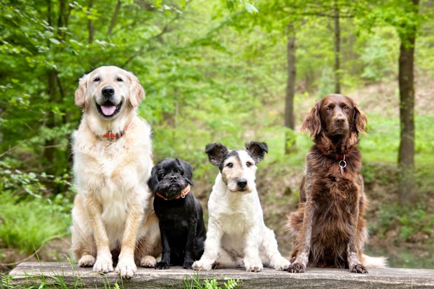four dogs sitting on a bench in the wood