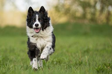 Border collie