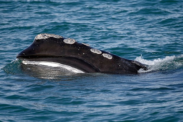 A North Atlantic right whale feeds on the surface of Cape Cod bay off the coast of Massachusetts. (AP Photo/Michael Dwyer, File)