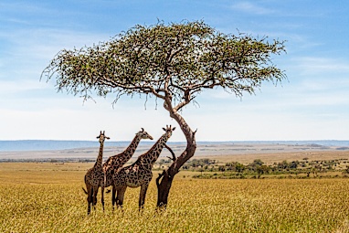Botswana