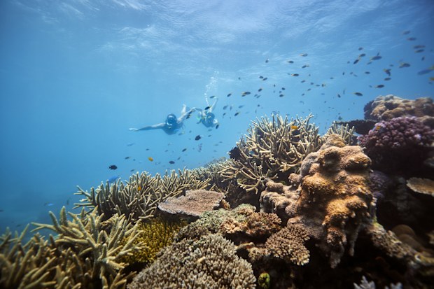 Guided snorkelling and diving day trip to the outer reef on board the Reef Goddess Mission Beach