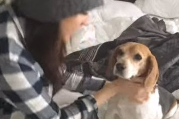meghan markle rescue dog beagle guy tribute video instagram