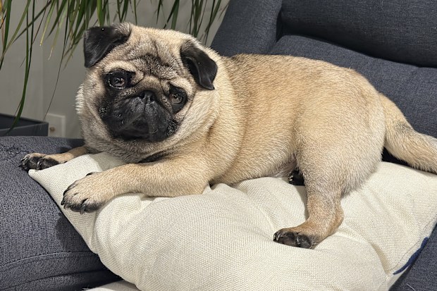 Our pug resting at home after a walk