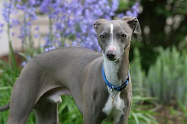 7. Greyhound
