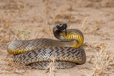 5. Snakes