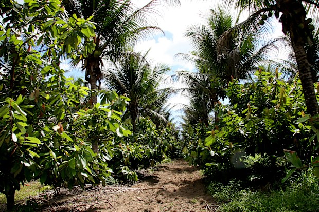 cocoa global shortage impacting grocery prices
