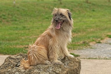 1. Pyrenean Shepherd