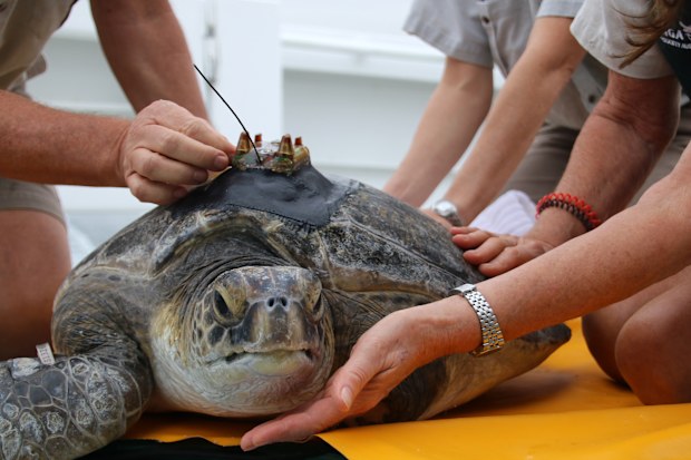 A green sea turtle with a GPS tracker attached, ready for release.