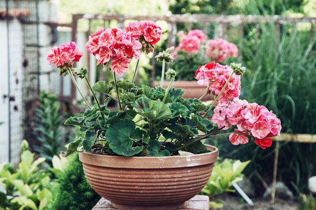 Potted pink Pelargonium flowers (Pelargonium hortorum) in the garden. Natural background.