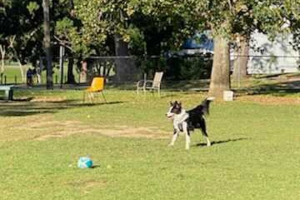Charlie, the Border Collie