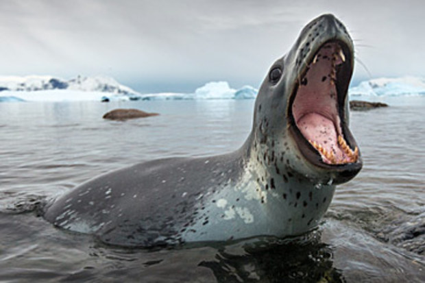 Leopard seal (Getty)