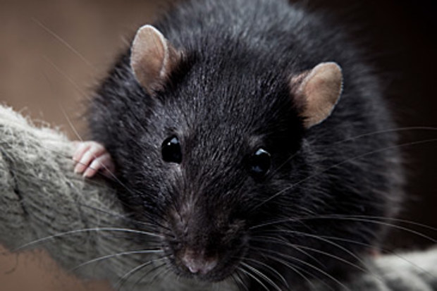 Black rat (Getty)