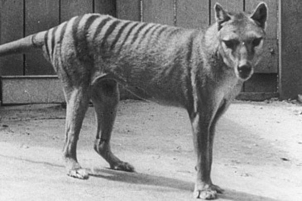 Thylacine in zoo (Getty)