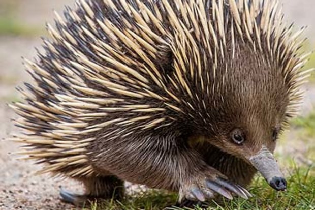 Echidna (Getty)