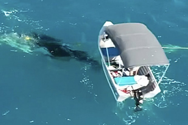 Whale calf in shark net, and fishing boat (supplied)