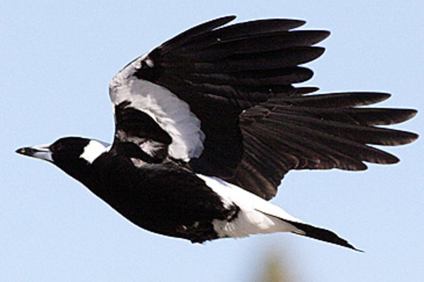 Magpie (AAP)